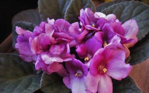 Почему домашняя фиалка не цветет?