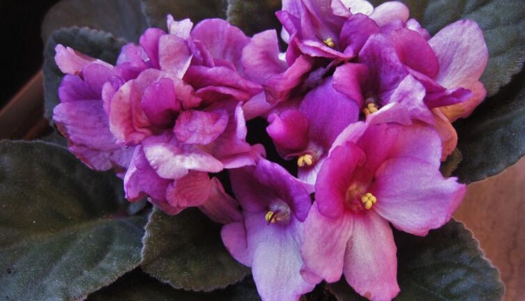 Почему домашняя фиалка не цветет?