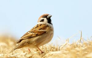 Профессор и воробей. Что главное в педагогике?