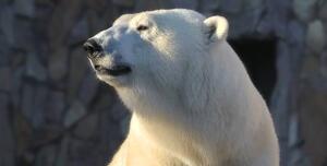 Триста килограммов нежности. Трудно ли быть символом?