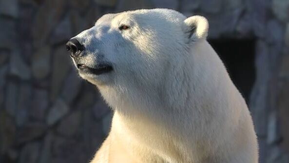 Медведица Хаарчаана