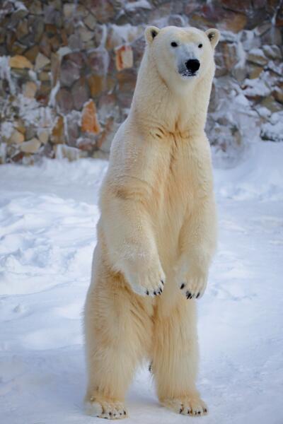 Триста килограммов нежности. Трудно ли быть символом?