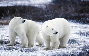 В мире животных. Что мы знаем о медведях?