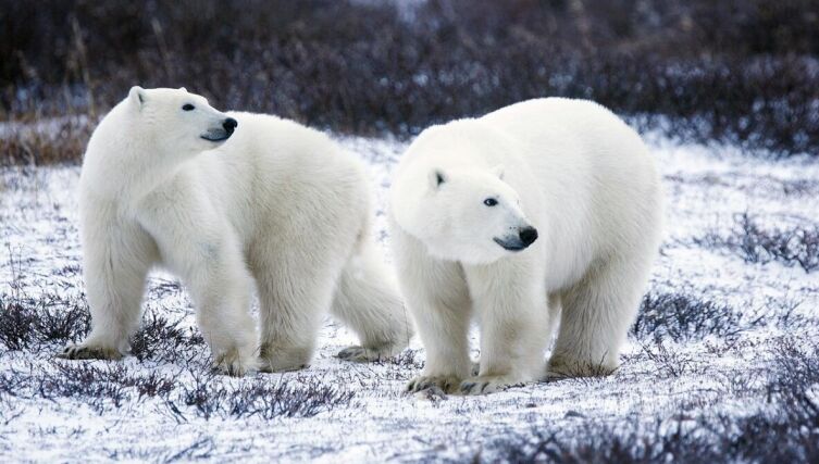 В мире животных. Что мы знаем о медведях?