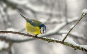 Птицы на снегу. Как они переживают зиму?