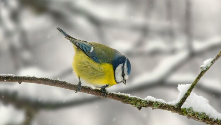 Птицы на снегу. Как они переживают зиму?