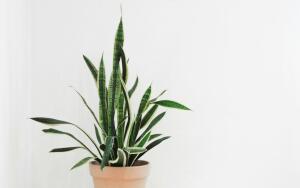 Какие комнатные цветы можно разместить в углу?