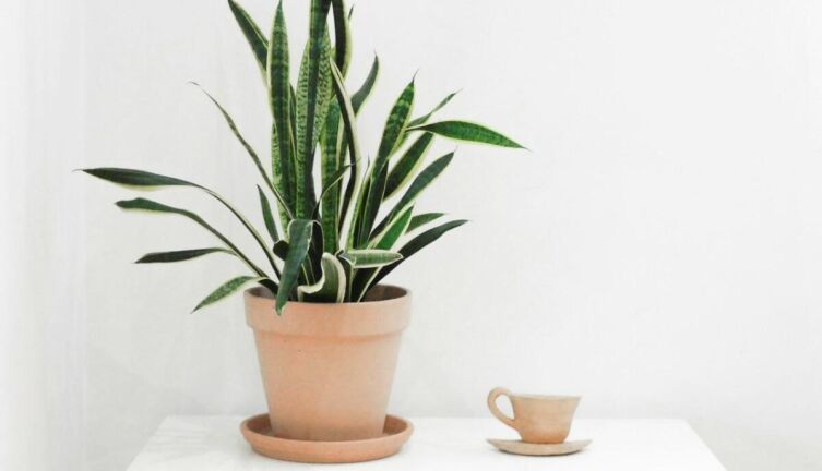 Какие комнатные цветы можно разместить в углу?