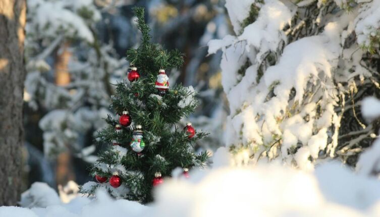 Что говорят внуки в канун Нового года?