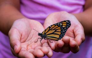 Отчего в животе бабочки летают? Новогодний тост