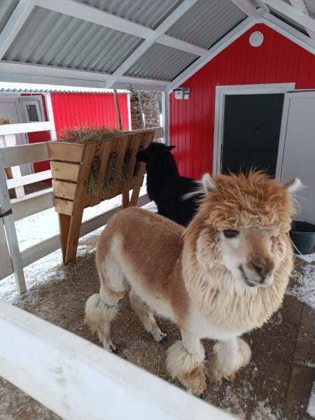 Отдых на Кавказе. Что можно посмотреть в Архызе зимой?