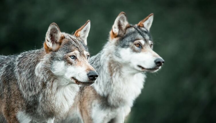 Легендарные помощники. Кто не верит в чудеса?