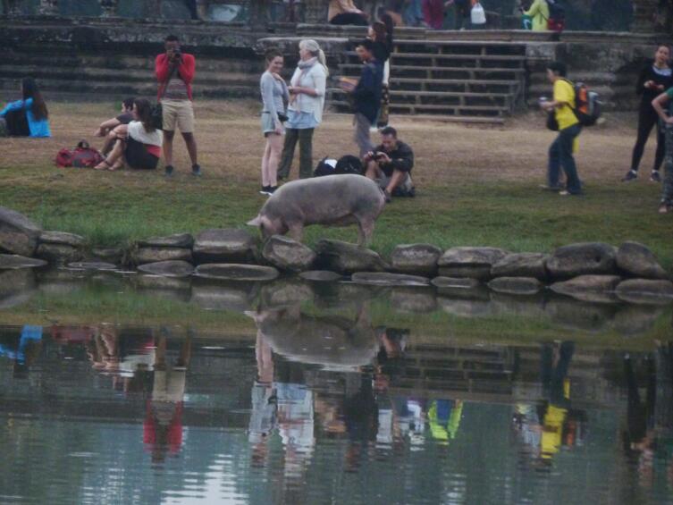 Черных свиней можно встретить часто