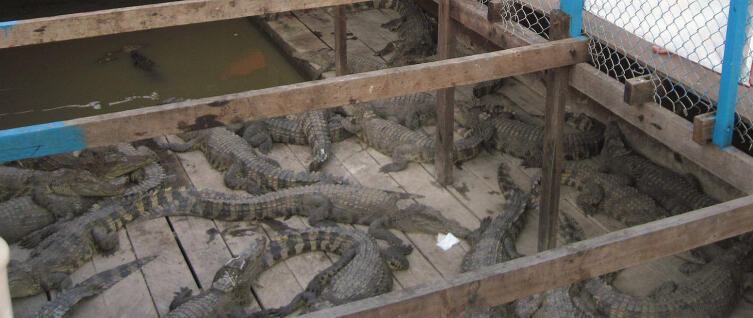 Фукуок, ферма по разведению крокодилов