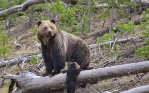 Как Мишутка  весну искал?