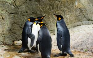 Невероятная экспедиция. Почему белые медведи не едят пингвинов?