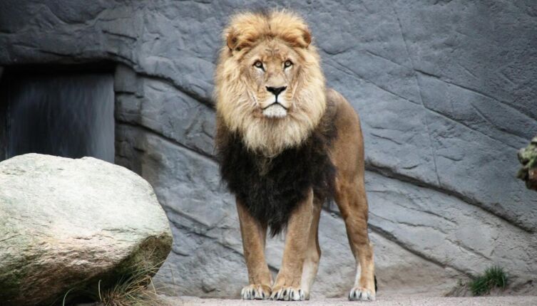 В зоопарке всё как у людей?