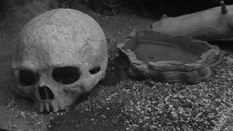 Для чего человеку скелет? Для чего человеку скелет?