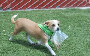 Как и почему воруют животные?