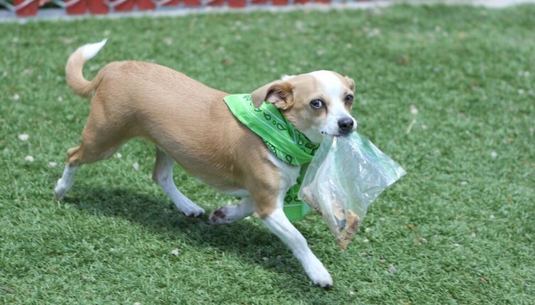 Как и почему воруют животные?