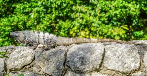 Шедевр эволюции. Как увидеть дракона в игуане?