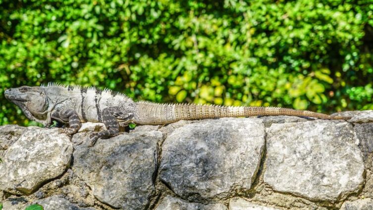 Шедевр эволюции. Как увидеть дракона в игуане?