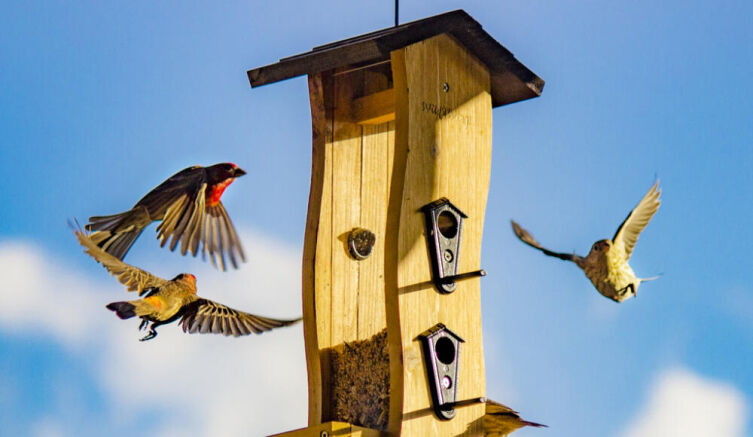 Когда начать кормить птиц?