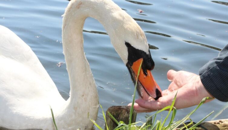 Чем можно кормить уток и лебедей?