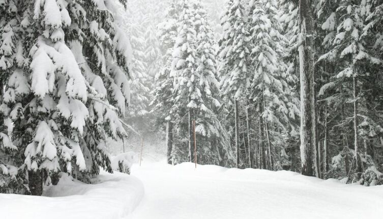 Зимние метаморфозы. Как мороз меняет запахи?