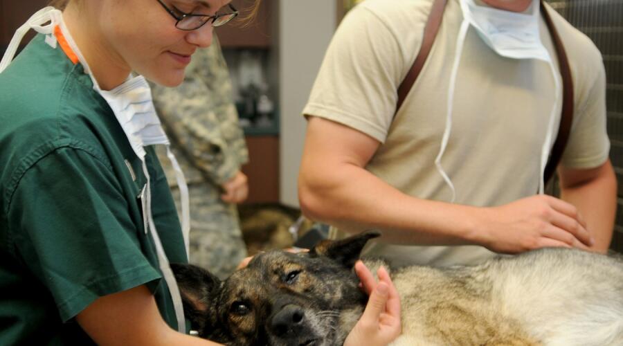 Когда нужна срочная помощь: 5 симптомов, при которых нельзя откладывать визит в ветклинику