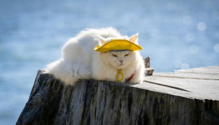 Как канадский дантист превратил архипелаг Тетиароа в «Кошачий остров»?