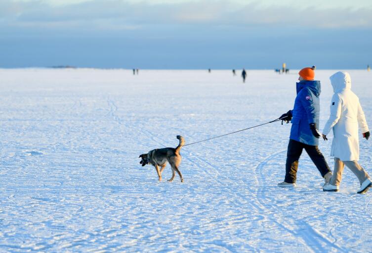 Зимние метаморфозы. Как холод учит нас экономить силы?
