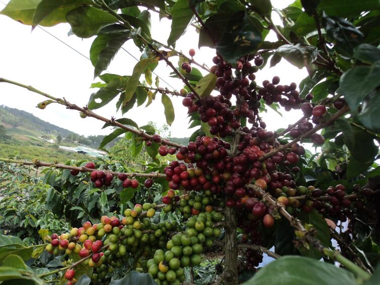 Плантация кофе