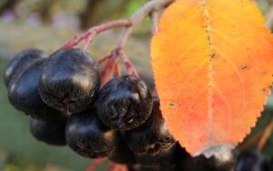 Как мы с Витей занимались виноделием?