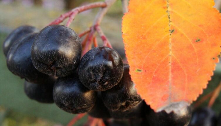 Как мы с Витей занимались виноделием?