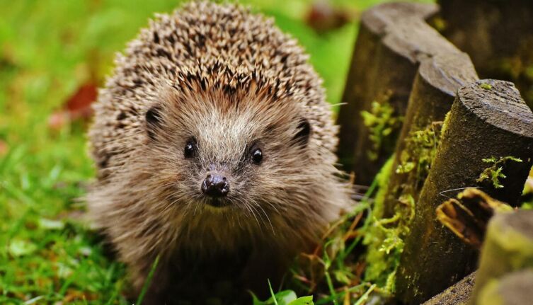 Ежик в доме. Что измеряется &laquo;еж-часом&raquo;?