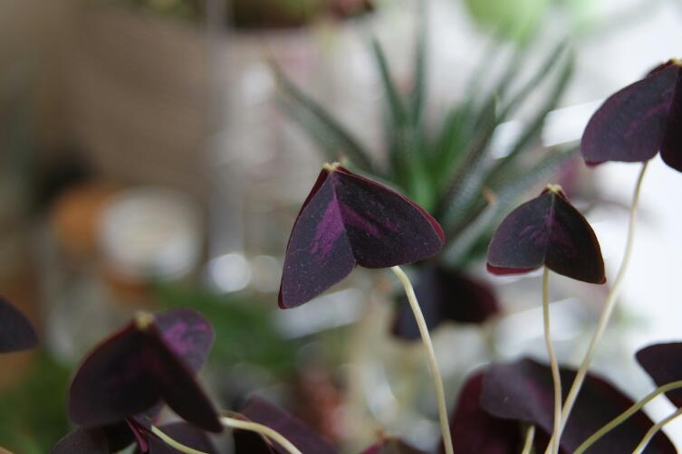 Кислица (Oxalis triangularis)