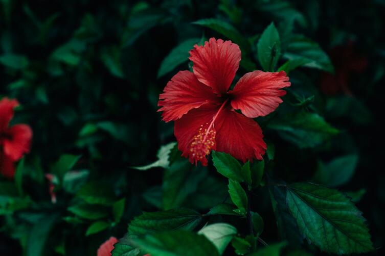 Гибискус (Hibiscus)
