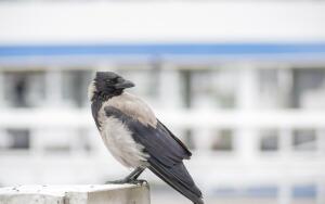 Чудеса на горке. Где можно увидеть чудо?