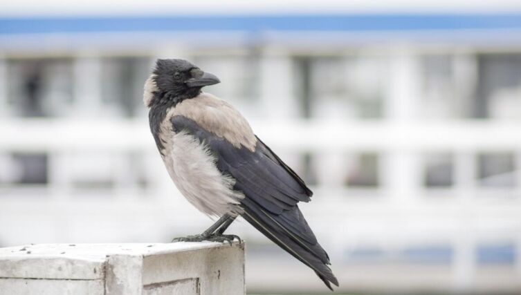 Чудеса на горке. Где можно увидеть чудо?