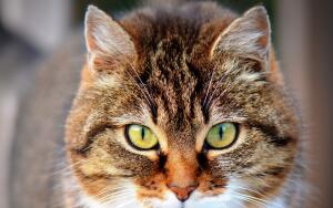 Как живут коты в Эрмитаже?