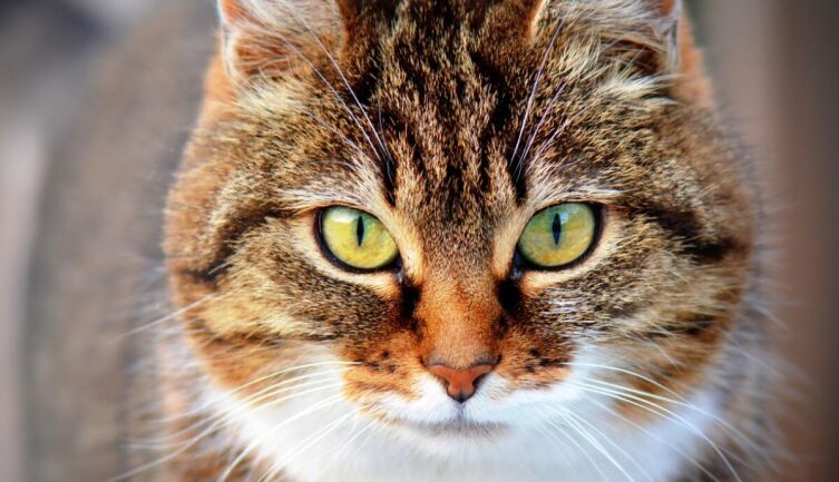 Как живут коты в Эрмитаже?