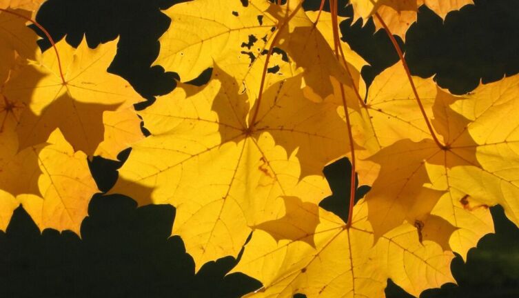 Как заготавливают кленовый сок в личных подсобных хозяйствах штата Вермонт?