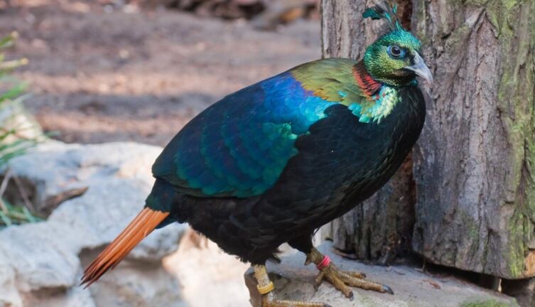 Гималайские аристократы. Часть 1. Как поразить публику?