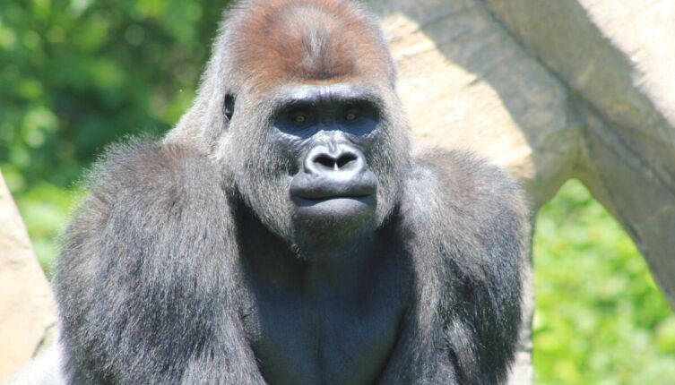 Для чего в СССР обезьянам отдали остров?