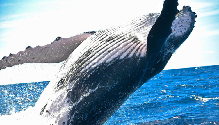 Викторина о китах и дельфинах - 1. Почему кит &mdash; не рыба?