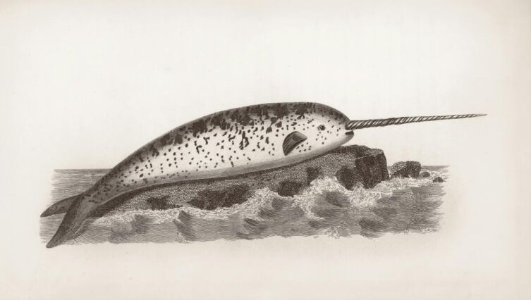 Полярный единорог - миф или реальность? Правдиво о нарвале