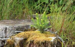 Вещий Пень и Сосна. Придут ли люди к Сосне?