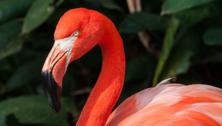 Что мы знаем о фламинго?