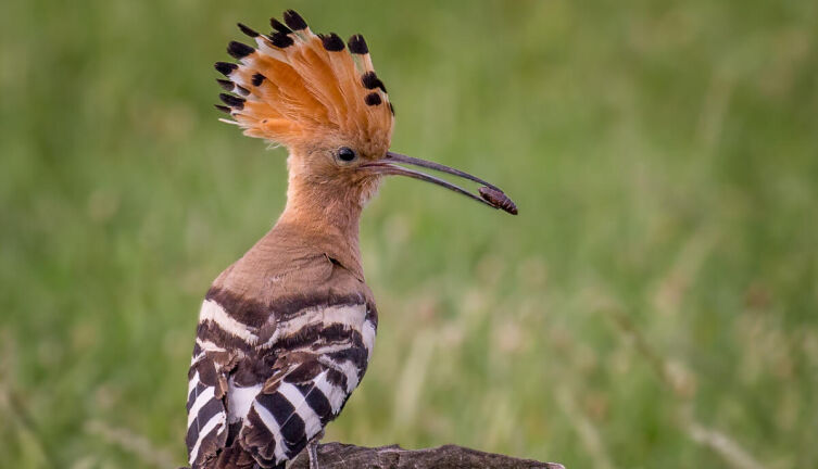 Кто дал птицам красивое оперение?